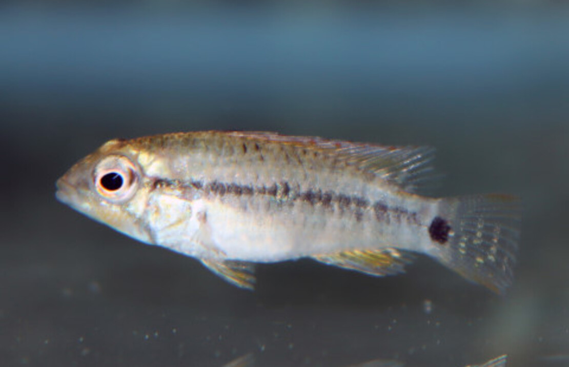 CichlidÉ Nain Steindachneri