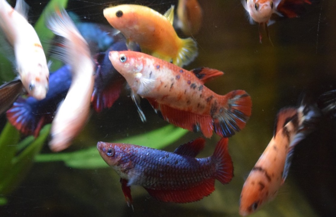 Combattant King (femelle)