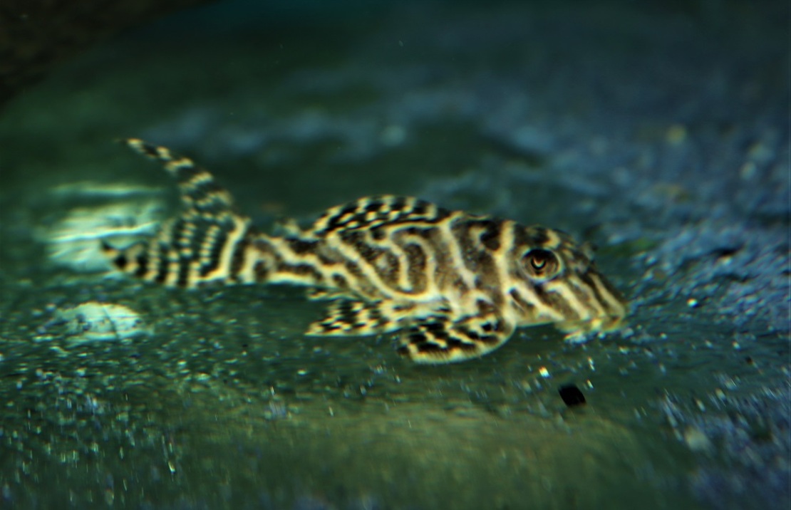 L287 Collar Zebra Pleco
