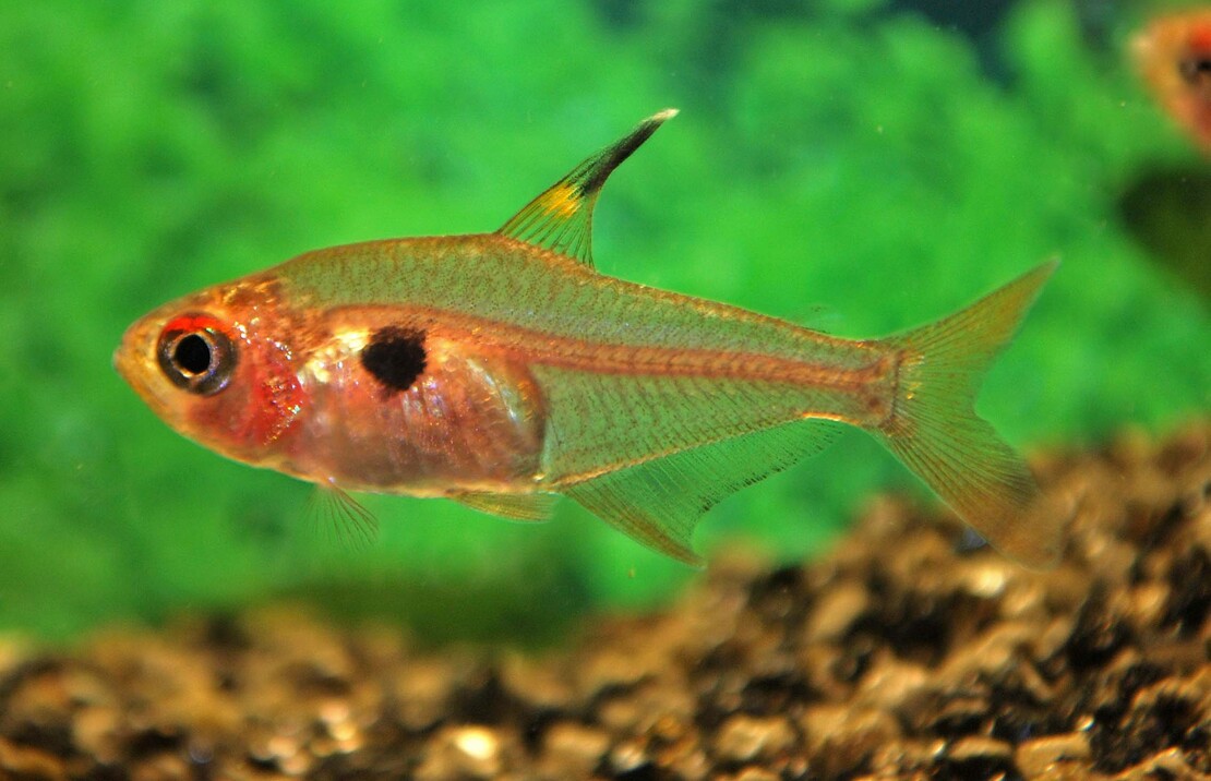 Roter Phantomsalmler