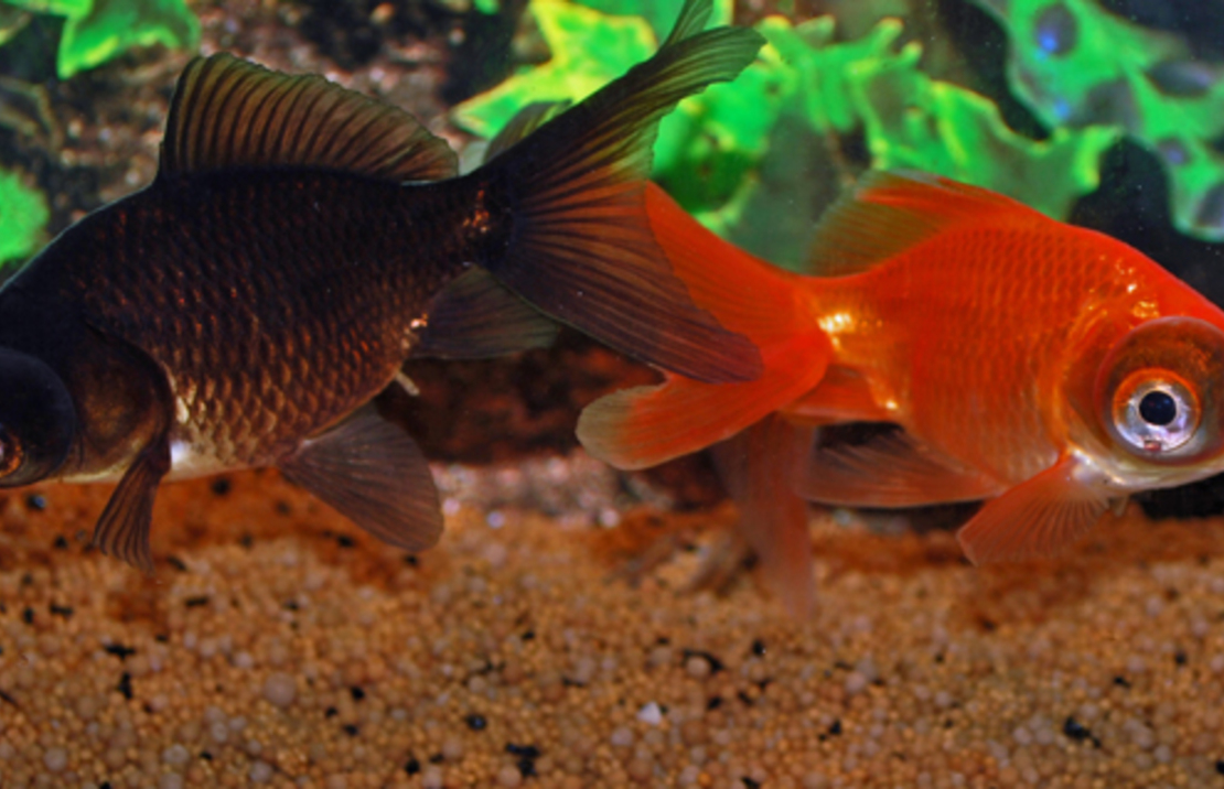 Car. Aur. Telescope Mix 6/7