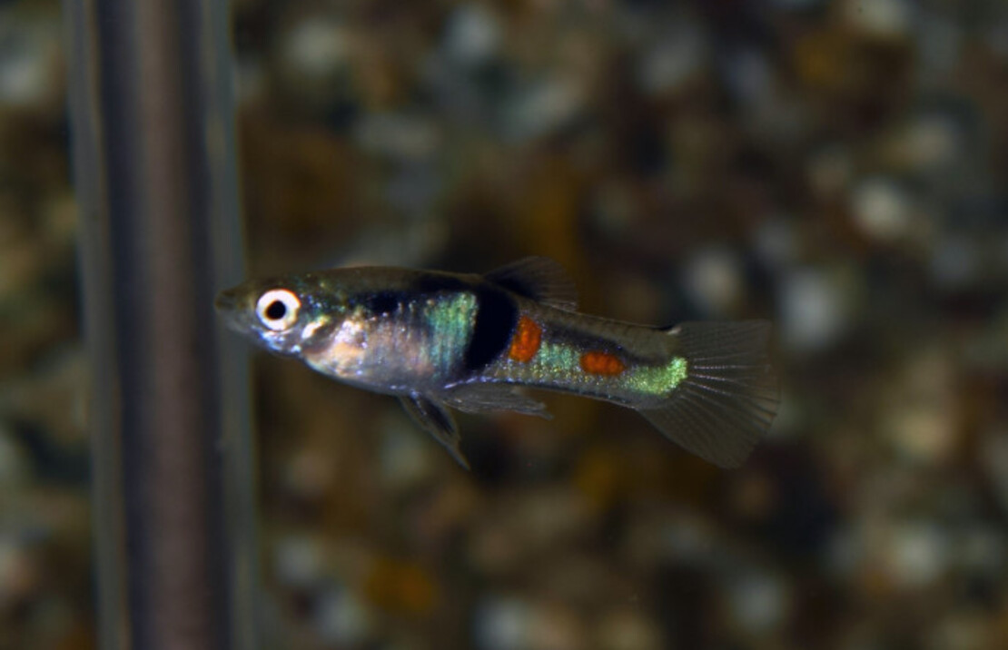 Endler's Guppy El Tigre (m/f)