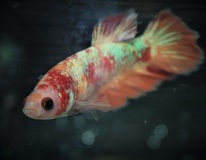 Betta Sp. Plakat Koi Nemo Female M