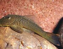 L187b Striped Bulldog Pleco