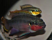 Kersenbuikcichlide Nigeria Red