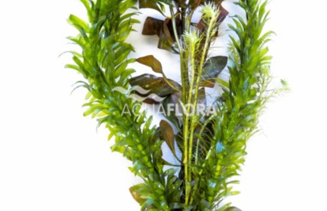 Bunch Mixed 3 Varieties Red - Ba