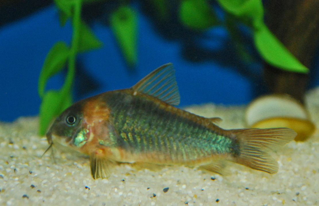 Pantsermeerval Eques