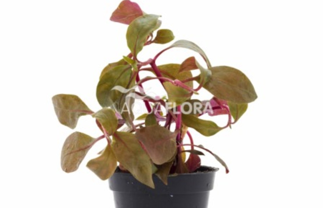 Alternanthera Reineckii 'cardinalis' - Pe