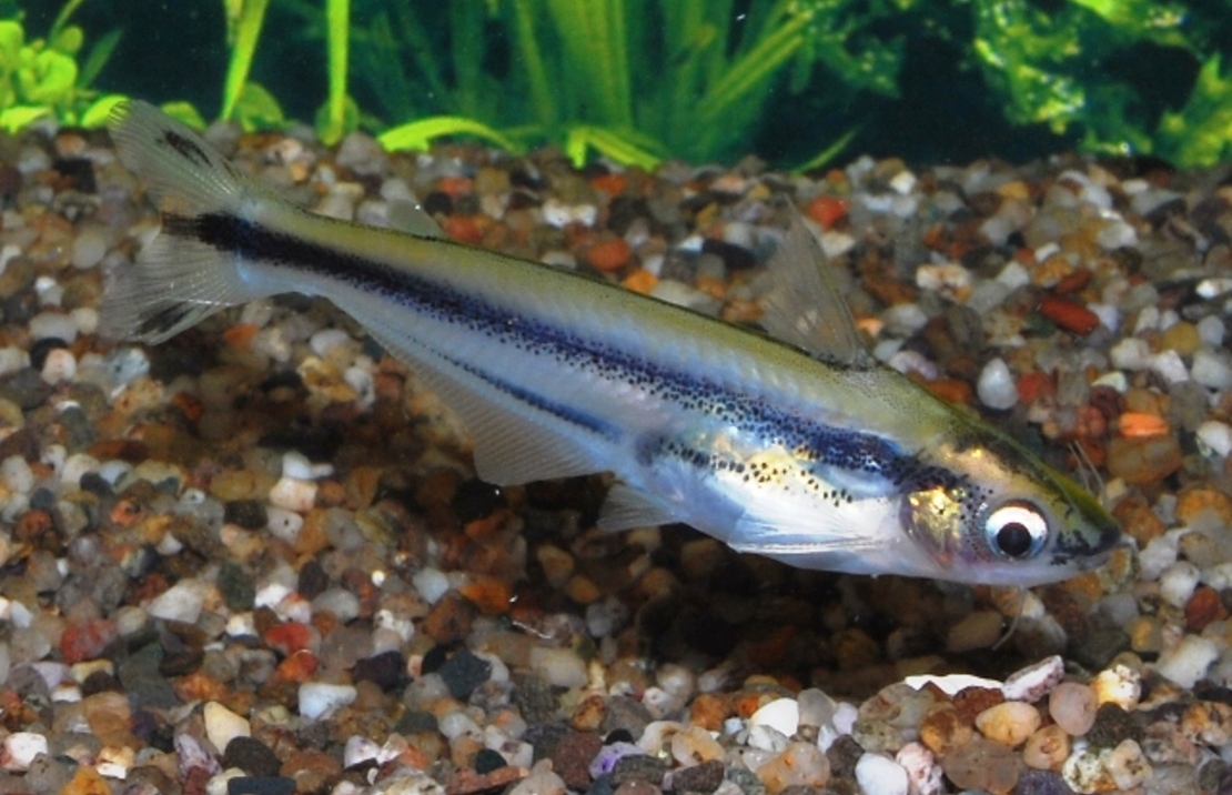 Silure De Verre Africain