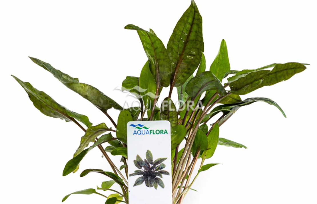 Cryptocoryne 'tropica' - Pe