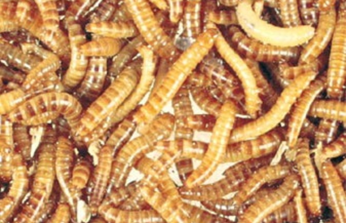 Vers De Farine (boite)