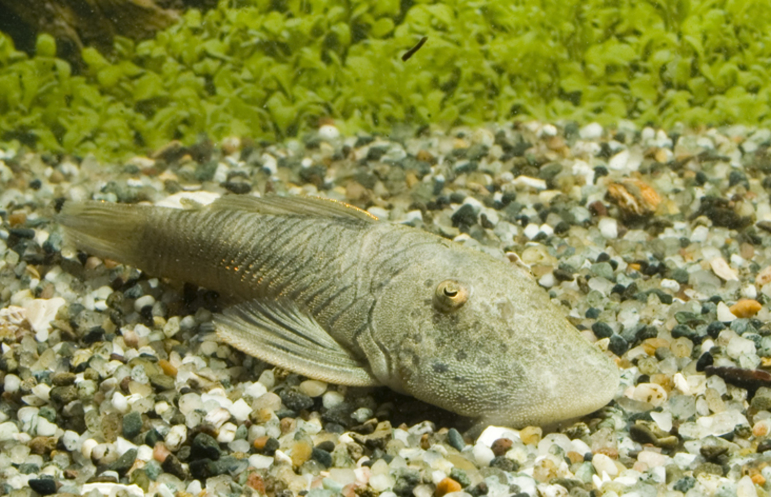 L187b Striped Bulldog Pleco