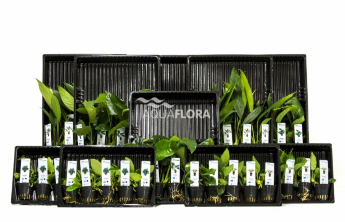 Ass. 3: 5x10 (50) Anubias - As