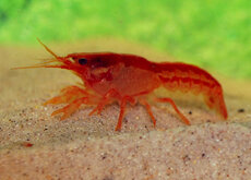 Crevette Crabe & Écrevisse