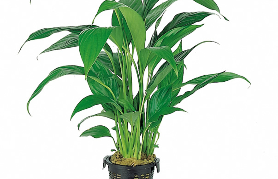 Spathiphyllum Wallisii - Xl