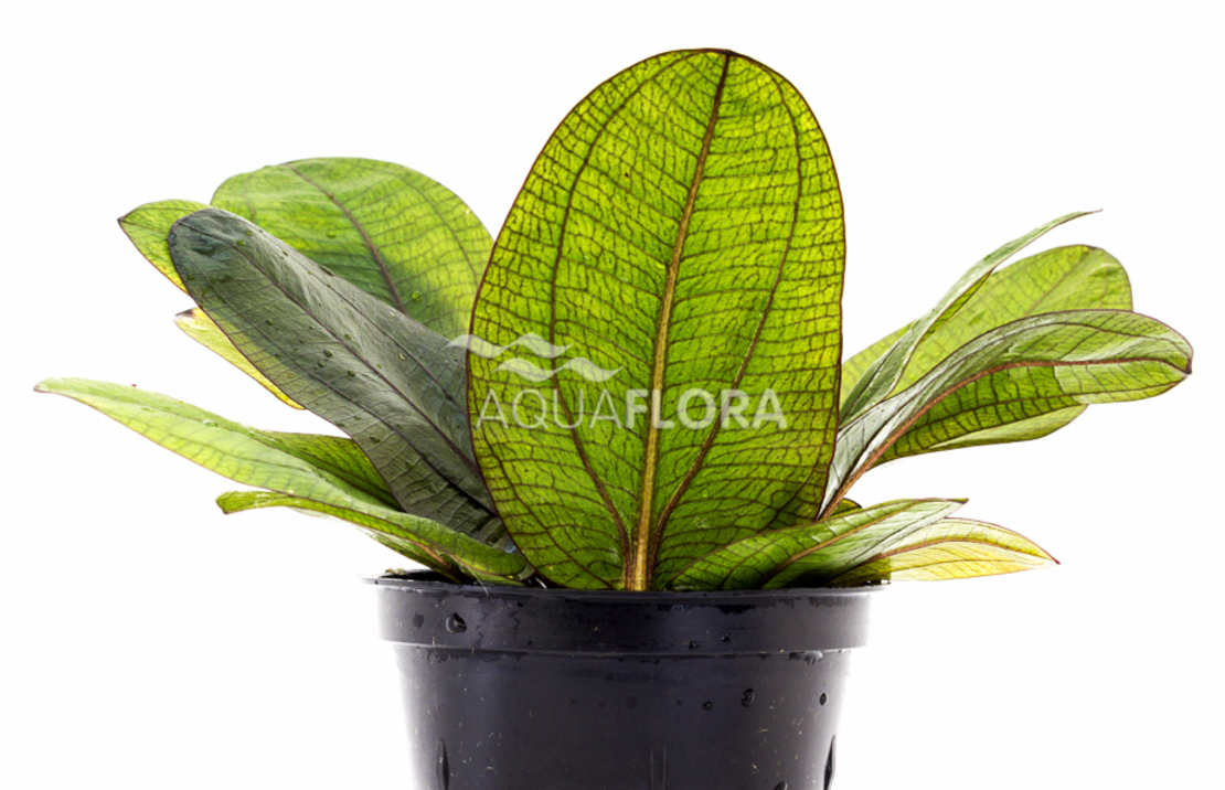 Echinodorus 'reni' - Pe