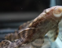 L206 Clown Pleco