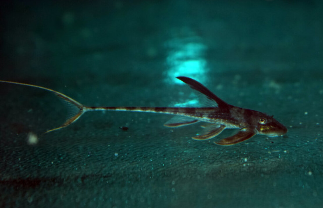 Lamontichthys Llanero