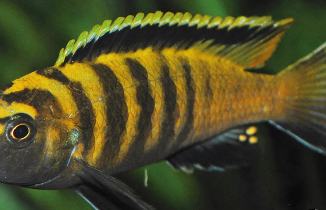 CichlidÉ Malawi Flavus