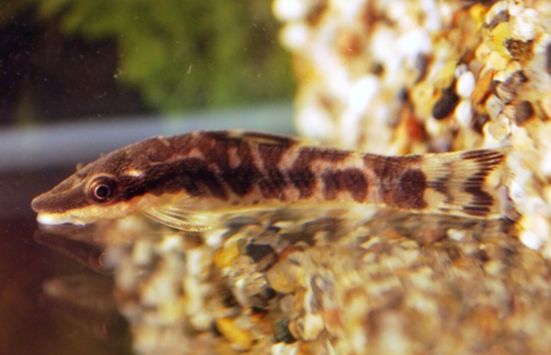 Otocinclus Zebra