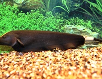 Poisson Couteau AmÉricain