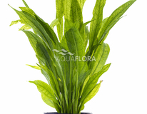 Echinodorus Grisebachii 'bleherae' - Pe