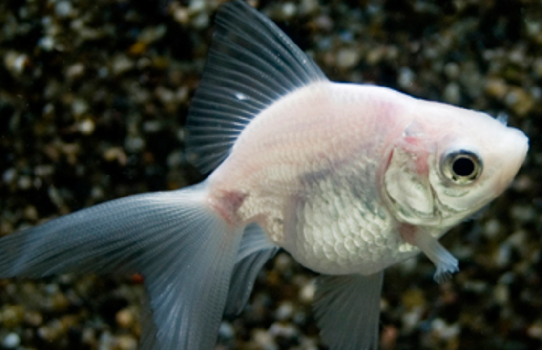 Voile De Chine Blanc