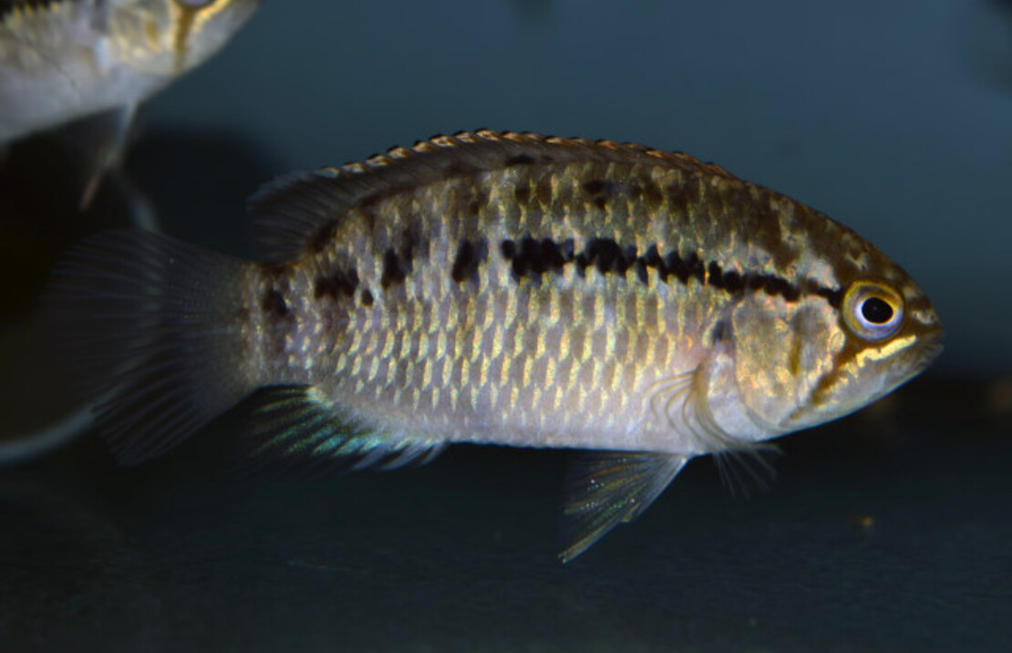 Nannacara Adoketa '' Cuiari'' F1 S