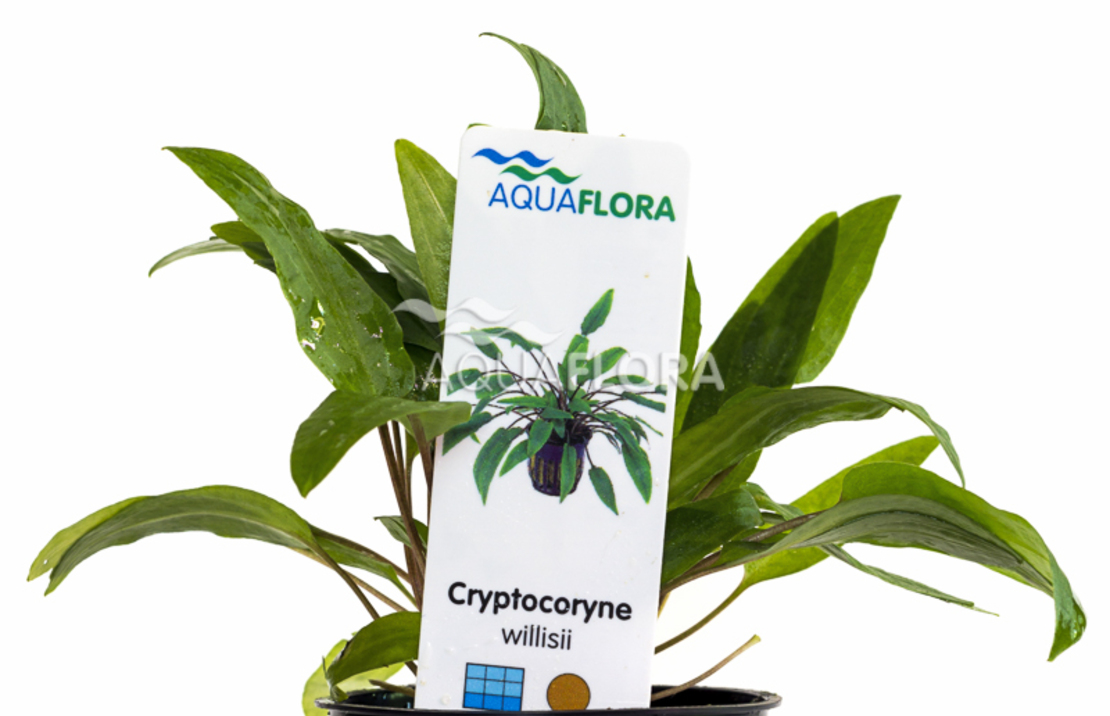Cryptocoryne X Willisii - Pe