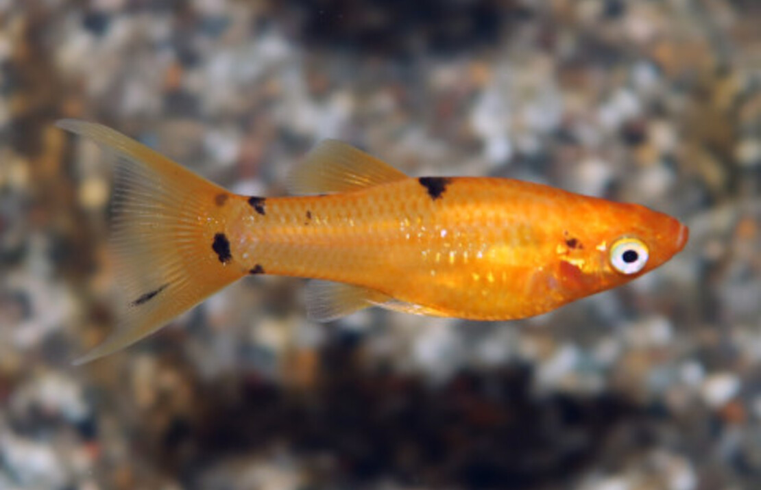 Molly Golddust Schleier