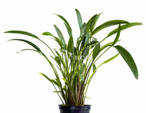 Cryptocoryne X Willisii 'nevellii' - Pe