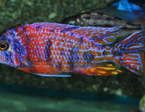 Aulonocara Red Blotched