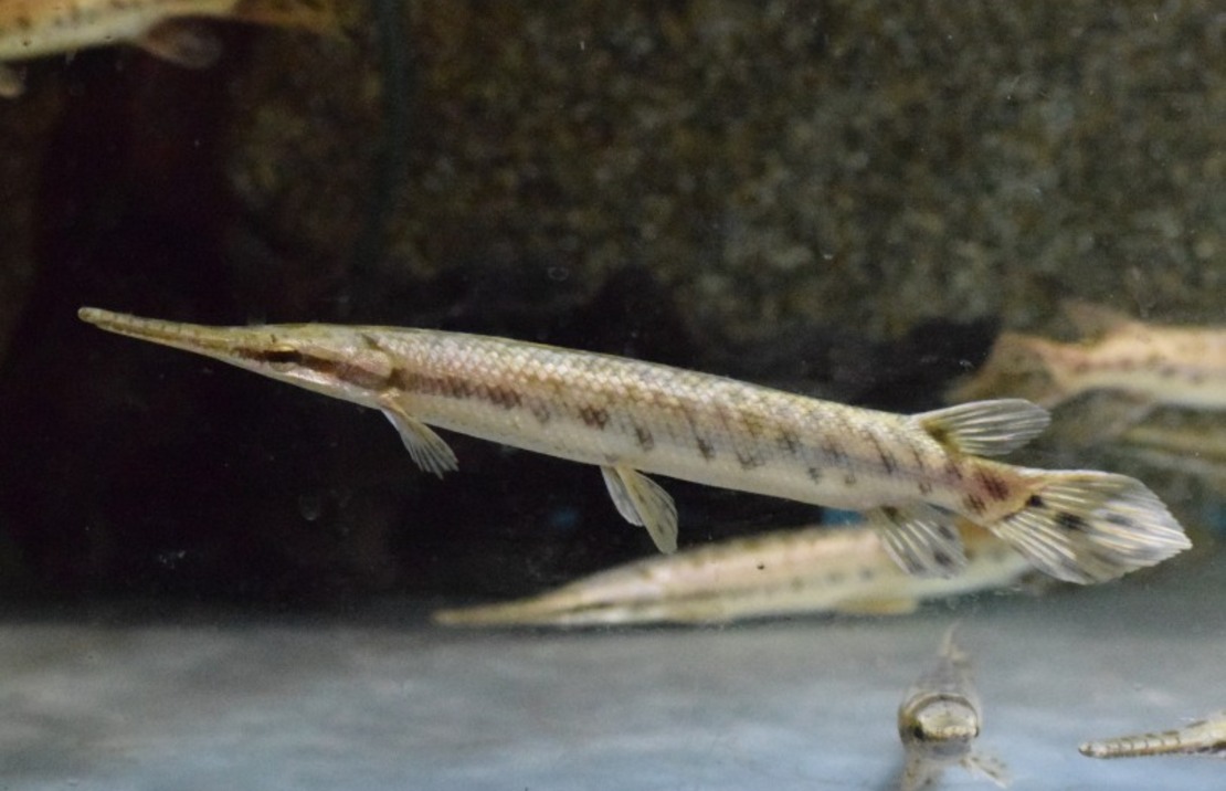 LÉpisostÉ TachetÉ