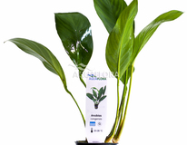 Anubias Congensis - Pe