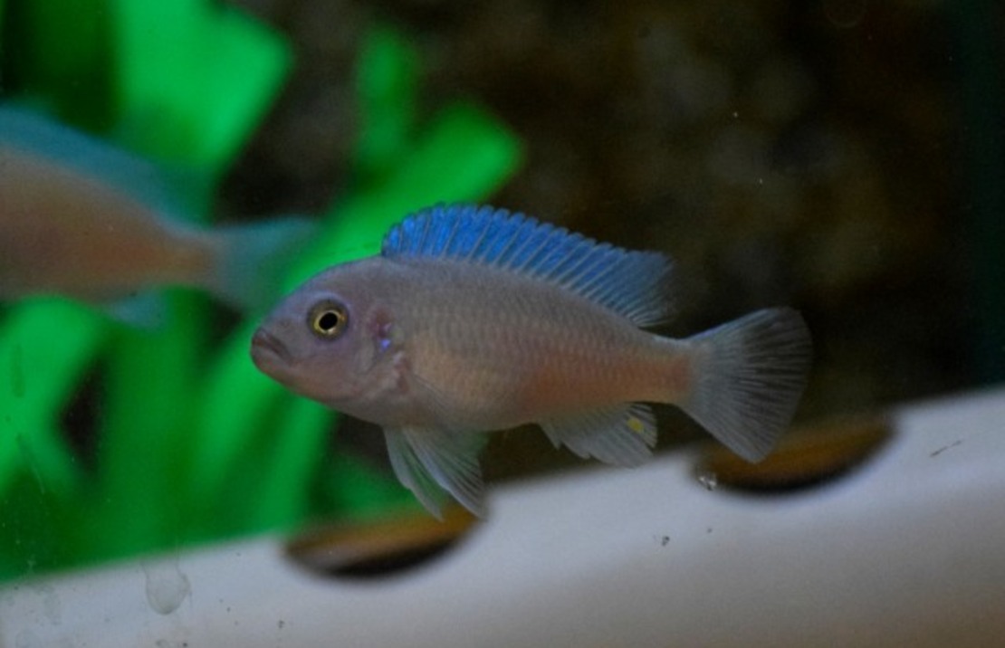 CichlidÉ Malawi Cobalt Bleu