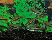 Hyphessobrycon Loretoensis.