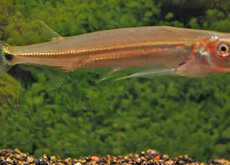 Predatory Cyprinid