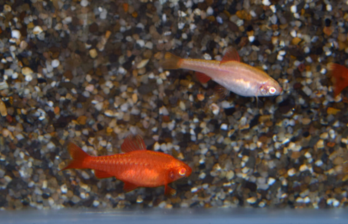 Cherry Barb Albino