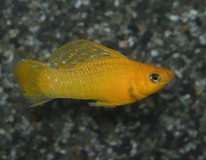 Hoogvinkarper Oranje