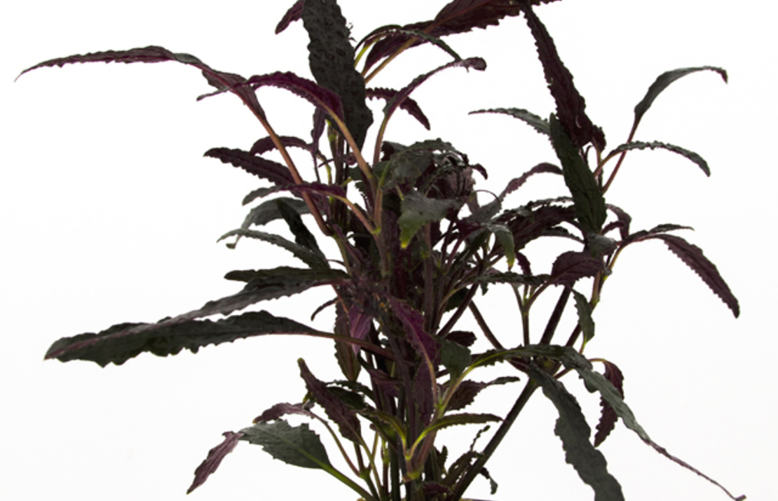 Hemygraphis Exotica - Pt