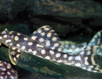 L082 Opal Spot Pleco