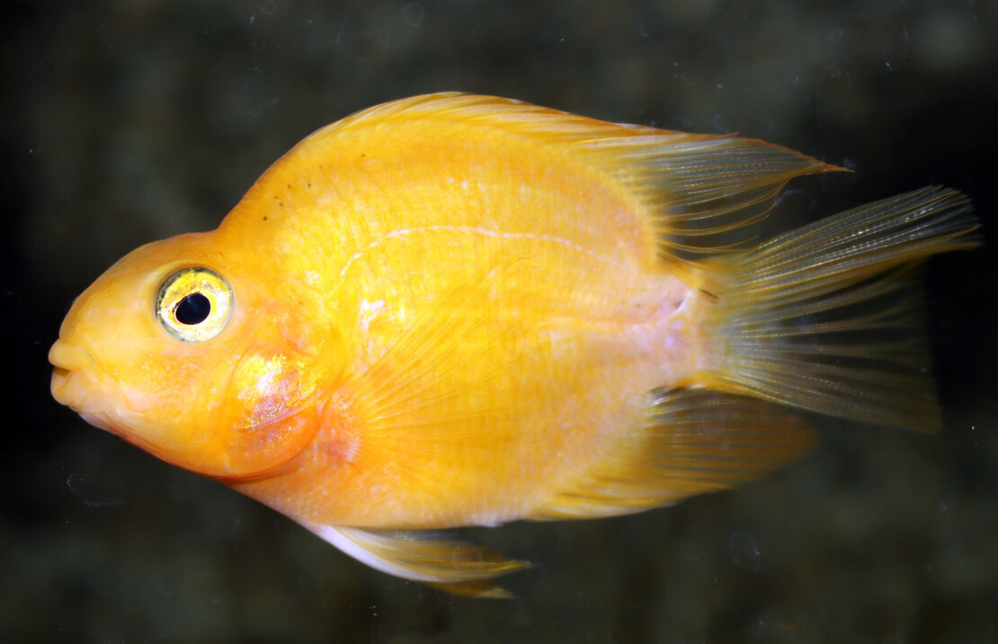 Poisson Perroquet Jaune