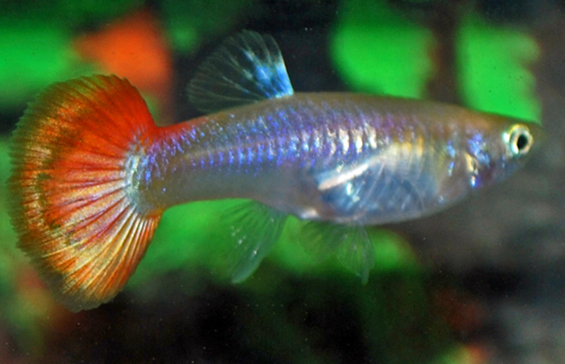 Guppy Sunset Female