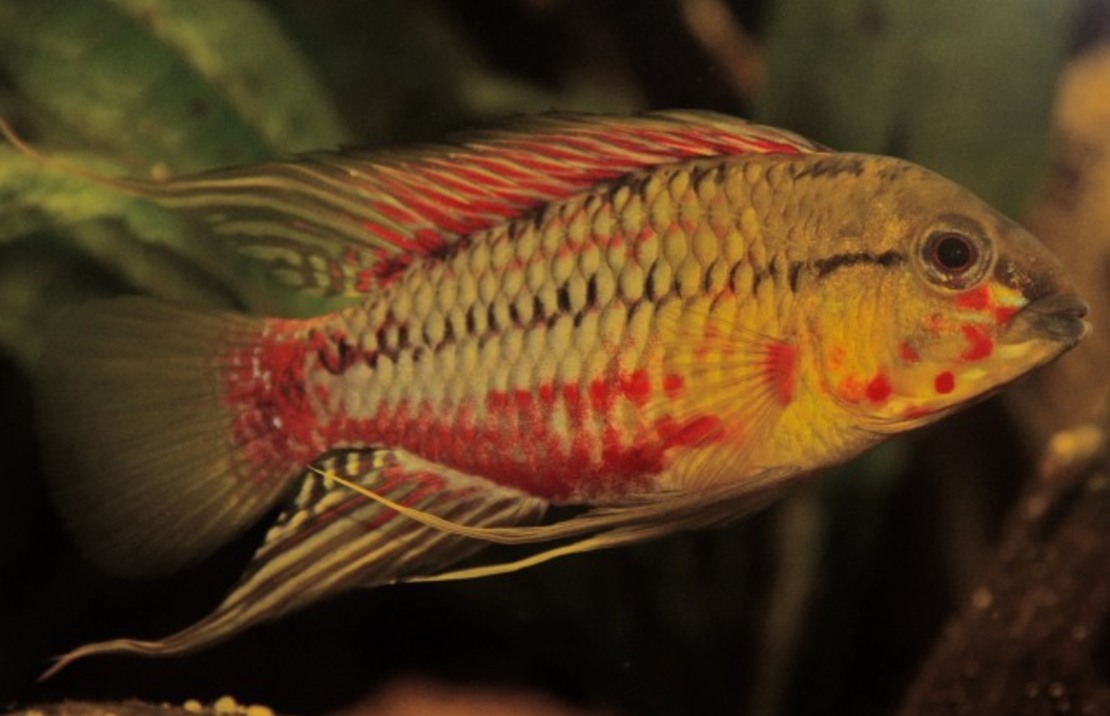 CichlidÉ Nain Hongsloi