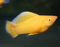 Hoogvinkarper Oranje