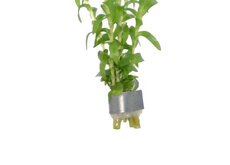 Bunches With Lead Strip