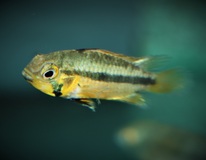 CichlidÉ Nain CacatoÈs