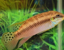 Dwergcichlide Lucanusi