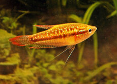 Gourami Sauvage