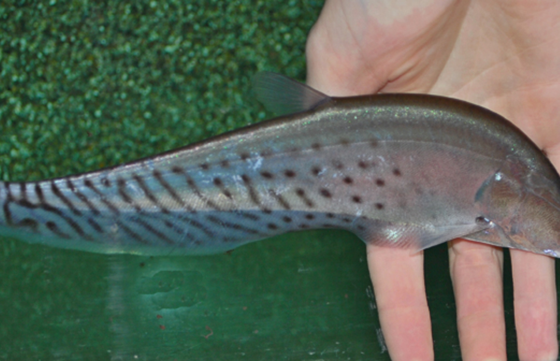 Poisson Couteau Royal